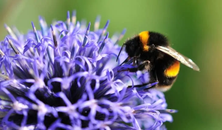 bee