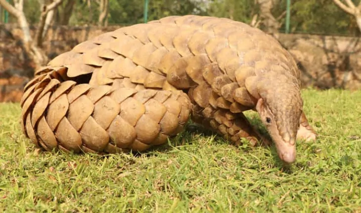 pangolins