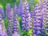 Virtual RHS Chelsea Flower Show 2020