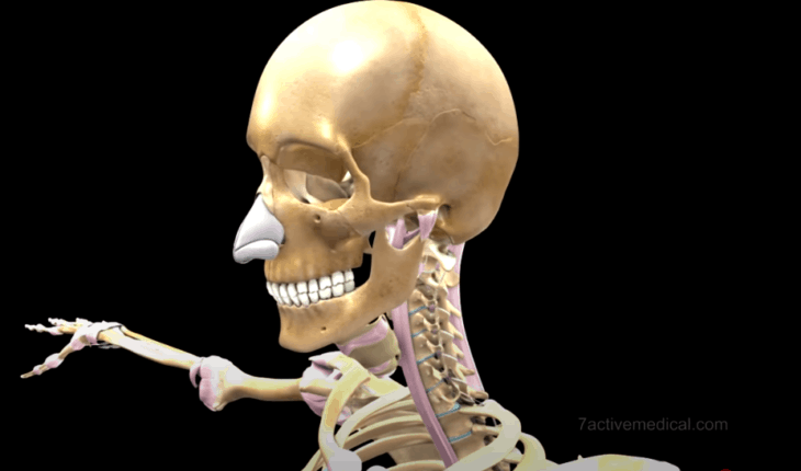 Skeletal system formation (Medical Tips) – Health and Medical Review Guide