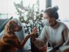 Dogs: How to introduce face masks
