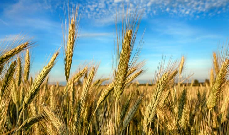 Rye