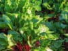 Nitrate supplementation could help breathing and lung clearance in the elderly