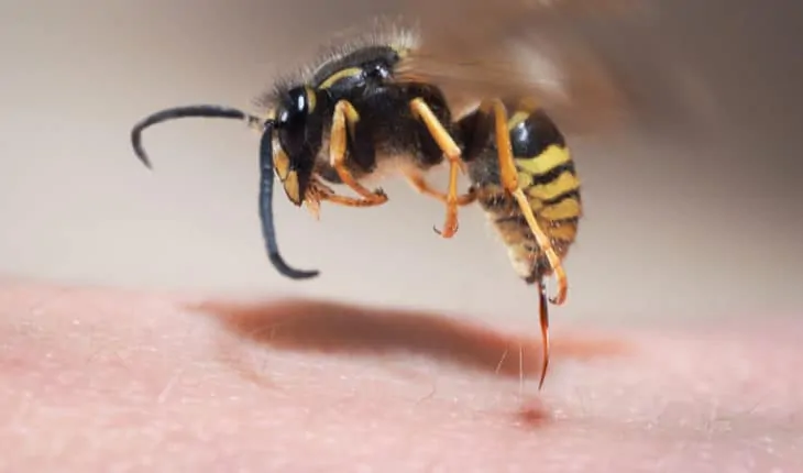 bites