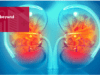 The kidney and beyond