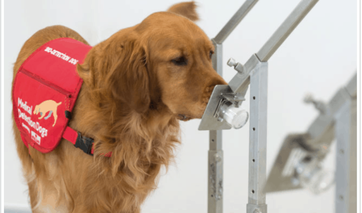 Covid-19 Detection Dogs