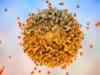 Cellular (T cell) immunity six months on
