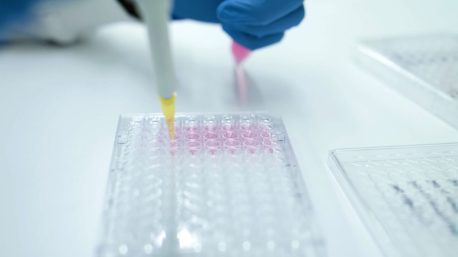 Skin cancer treatment to help transplant patients the hippocratic post
