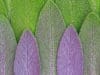 Sage news