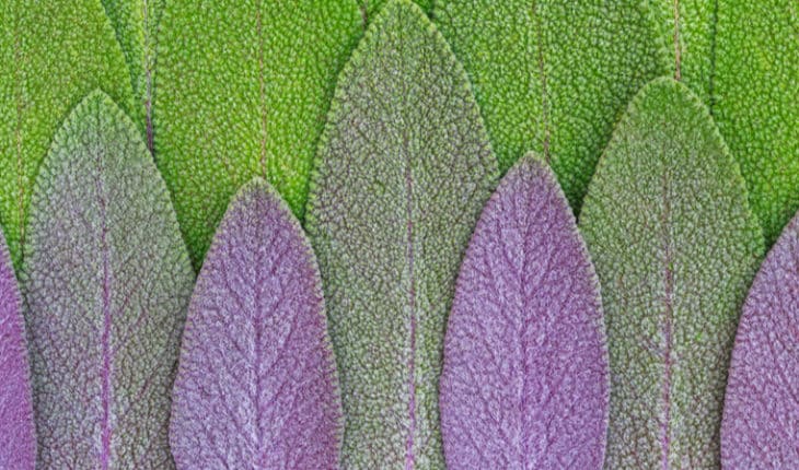 Sage