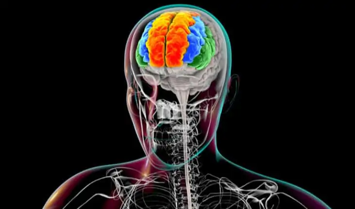 frontotemporal