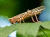 New drug development using Nature’s strategies
