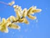 Reducing your pollen load
