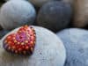 Reducing stillbirth among Aboriginal families