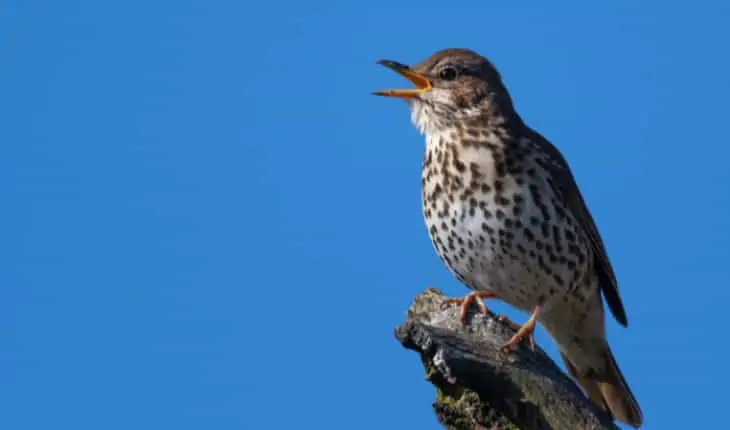 Thrush