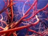 Novel non-coding RNAs regulating blood vessel formation