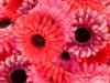 The symptoms of ovarian cancer
