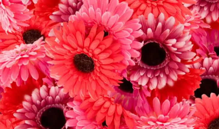 Lady Garden Foundation