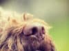 Dogs: Rethinking the status quo of nutrition