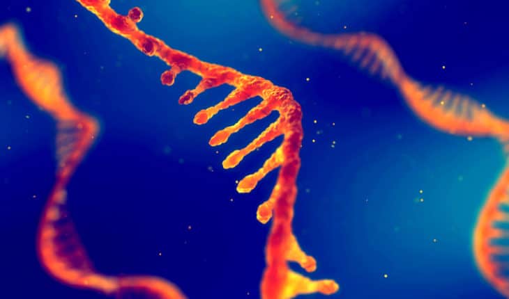 atherogenesis