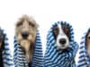 Water safety advice for your pets