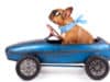 ﻿﻿Safe car travel for you and your pet