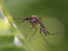 Gene drive technology: Malarial mosquitoes completely controlled in experiments