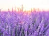 Menopause: Women and anxiety