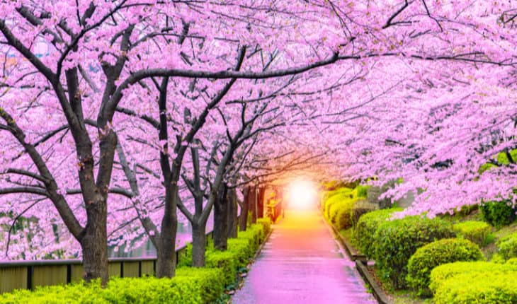 palliative care services