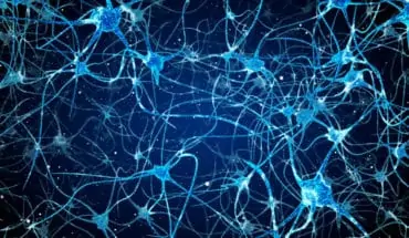brain