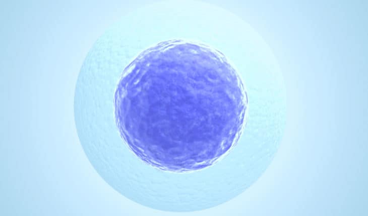 human embryos