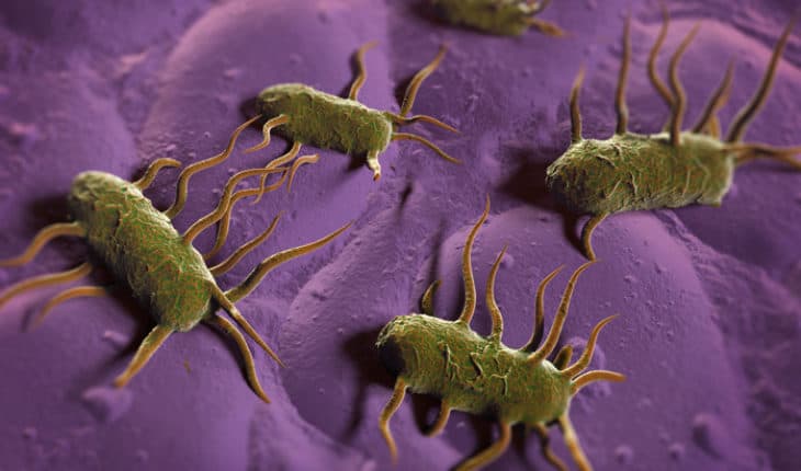 Listeria