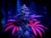 TikTok teen cannabis highs