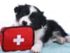 What to do if your dog eats chocolate