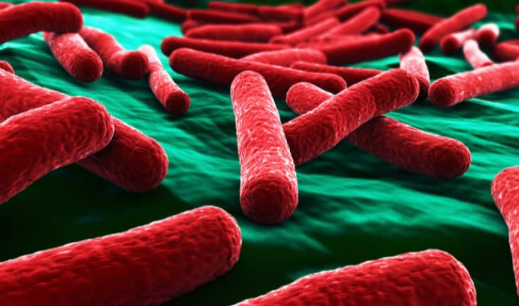 E. coli bacteria