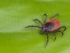 Dangers of Lyme disease and ticks