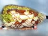 Analgesic power potential of venom