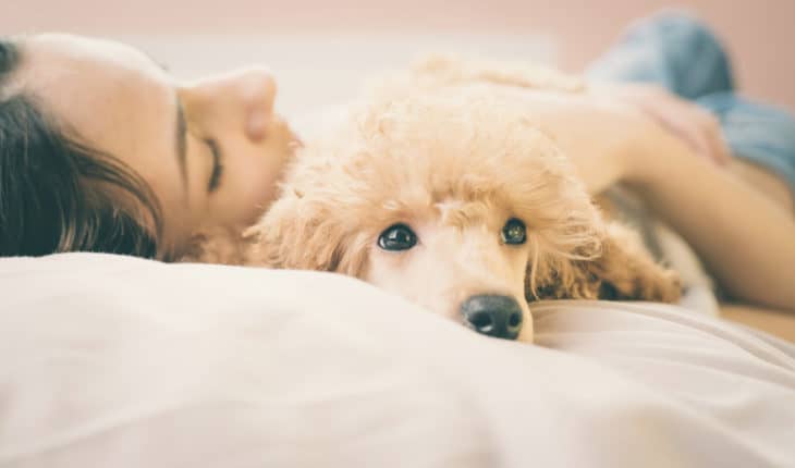 pets