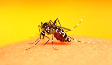antimalarial mosquito spit
