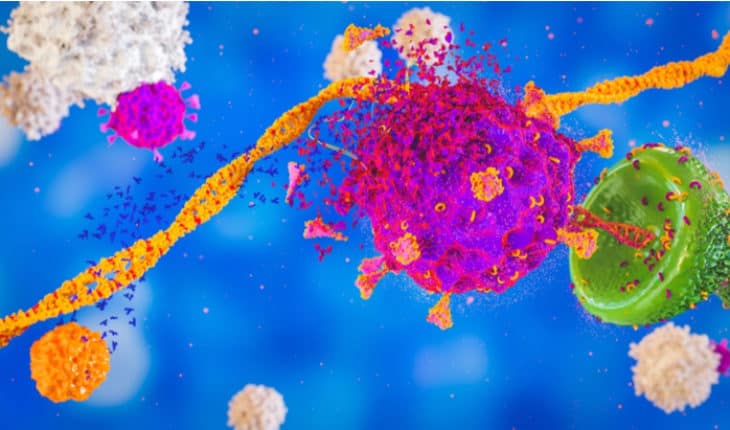 memory killer t cells function
