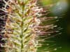 Micronutrition ameliorates allergy symptoms