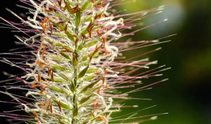 allergy symptoms