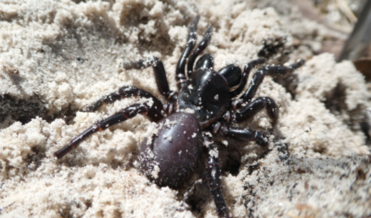 spider venom