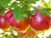 Volunteers wanted for Scottish fruit study