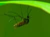 Mathematical modelling fighting malaria