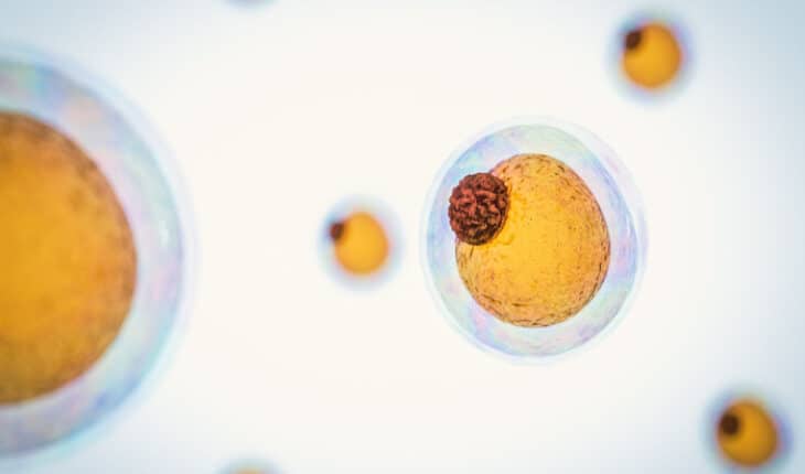 fat cells