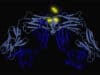 Study of antibodies for new cancer treatments