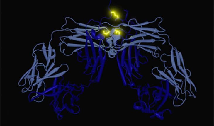 antibodies