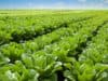 Nanoplastics can move up the food chain