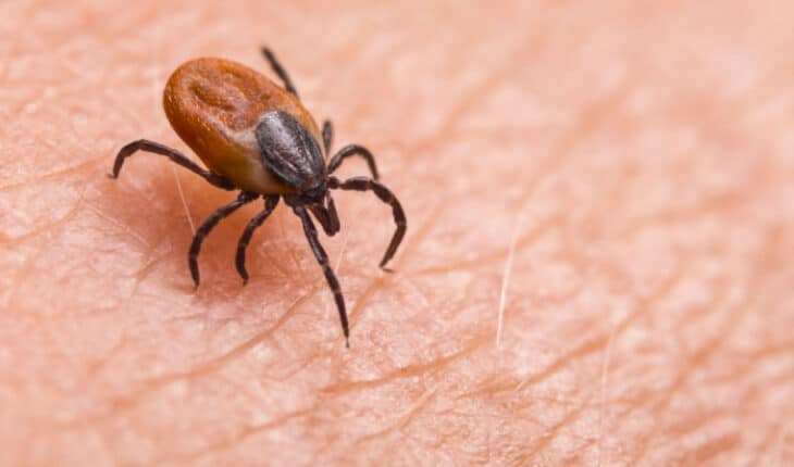 ticks